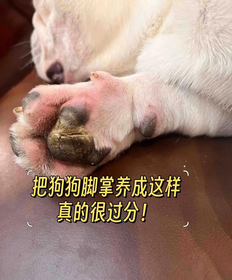边境牧羊犬的脚垫发烫是怎么了?
