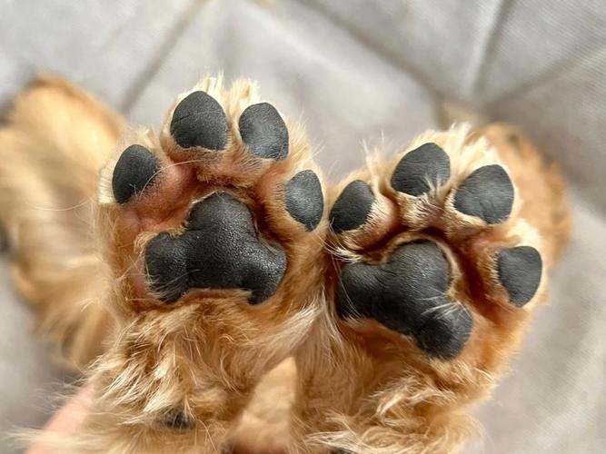狗狗脚掌发热潮湿