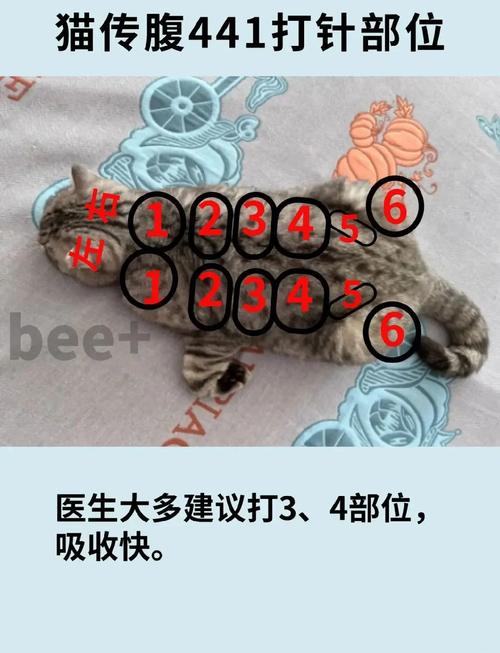怎么给猫咪打针
