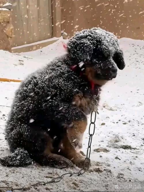 狗狗天冷为什么抖的厉害