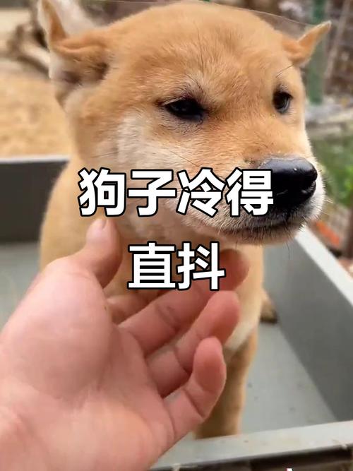 狗狗为什么会全身冰冷发抖