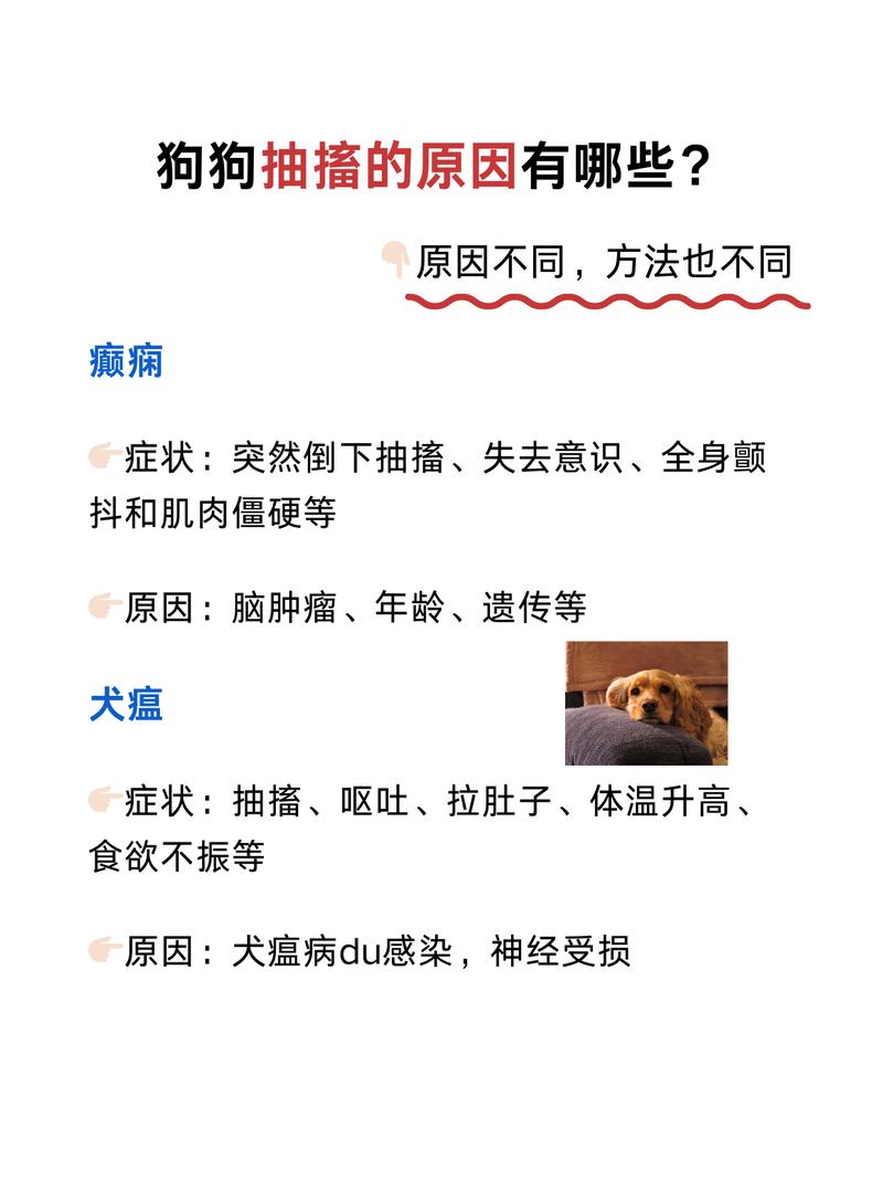 狗狗老是抽搐是什么原因