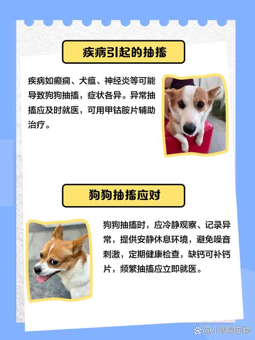 自家泰迪狗狗养了七八年了,这两天老是倒地四脚抖触,像羊癫疯一样,翻白...
