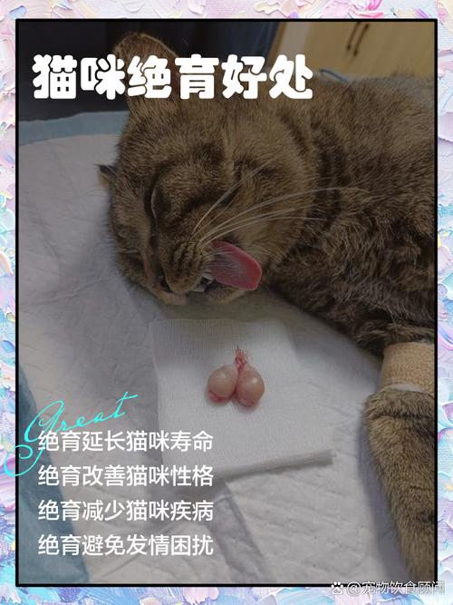 母猫绝育的坏处