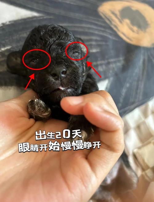 小狗生下来几天会走路