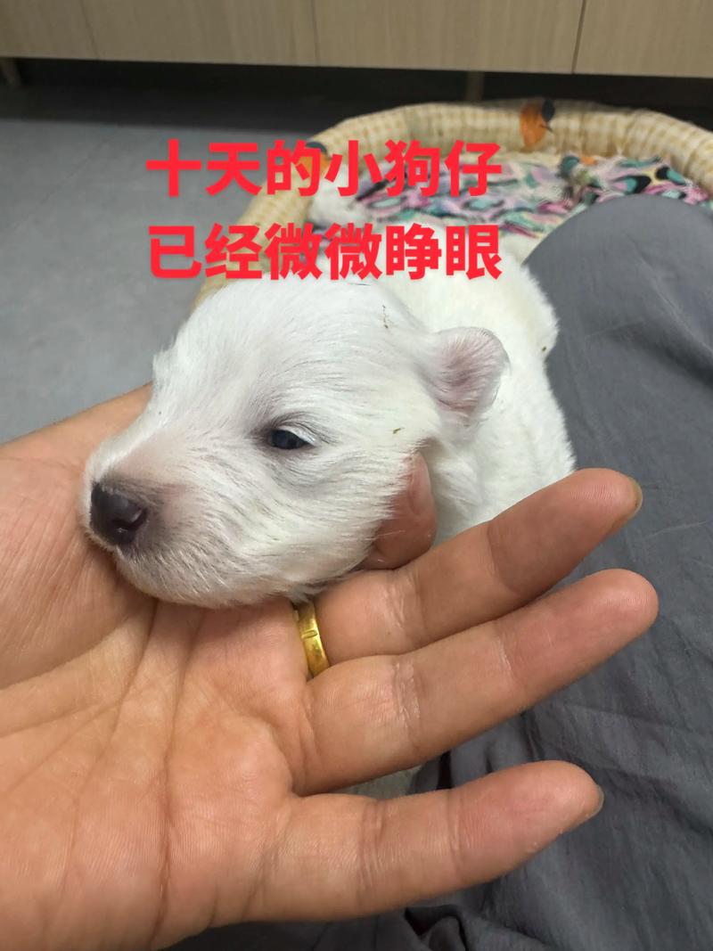 狗狗多少天可以走路