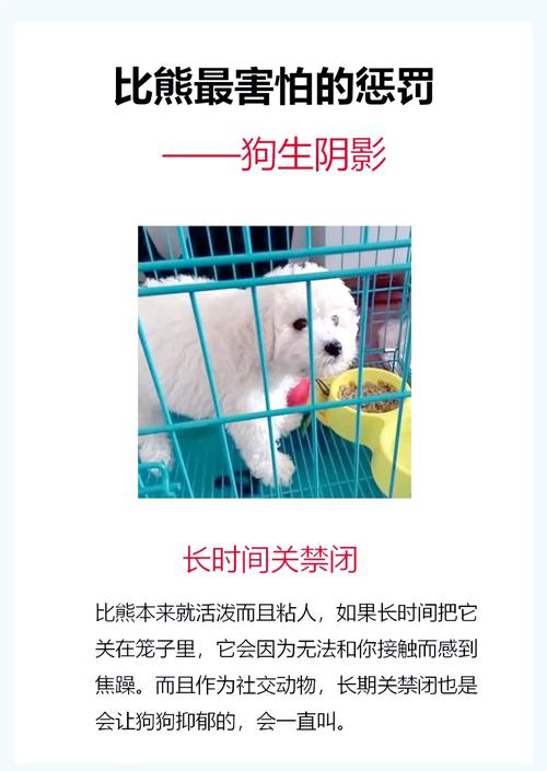 比熊不喂牛奶的5_个原因!