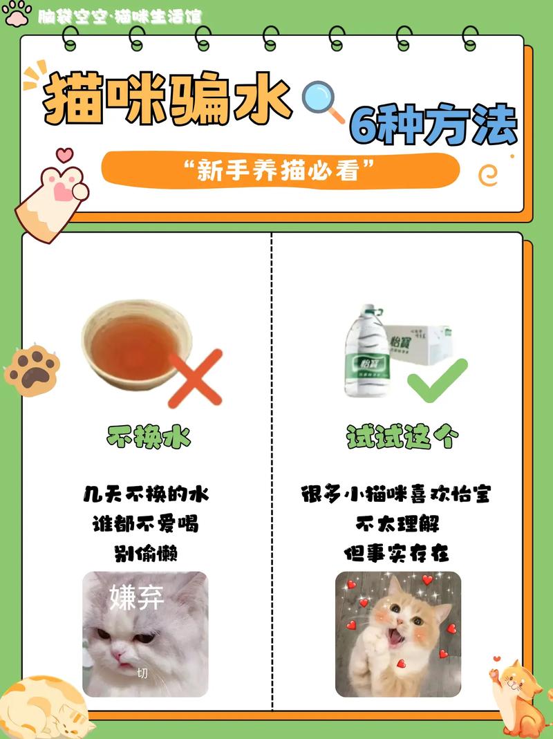 夏季不爱喝水?6个猫咪骗水小妙招收好!