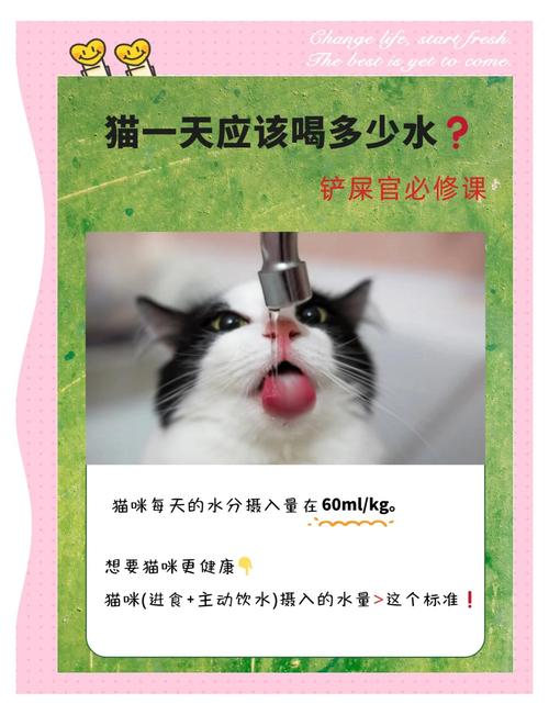 猫咪每天应该喝多少水?