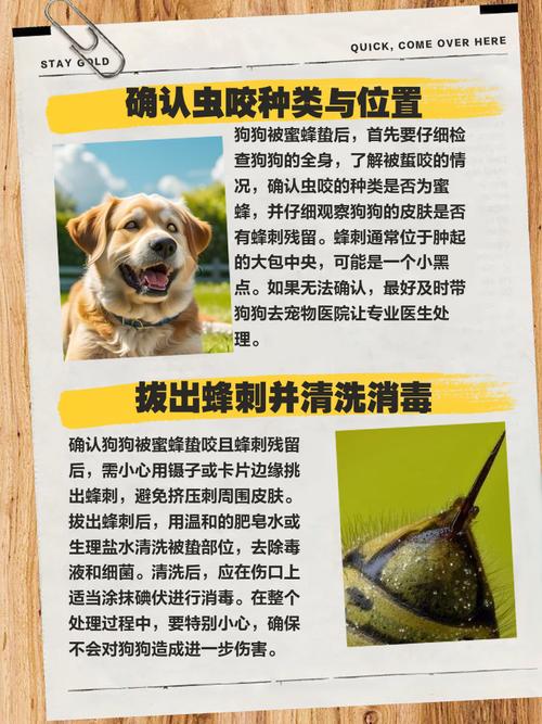 狗狗被蜜蜂蛰了,怎么办?