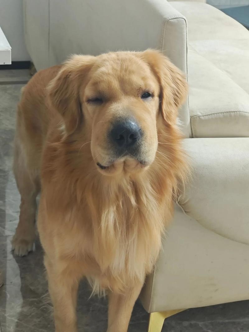 狗狗被蜜蜂蛰了会自愈吗