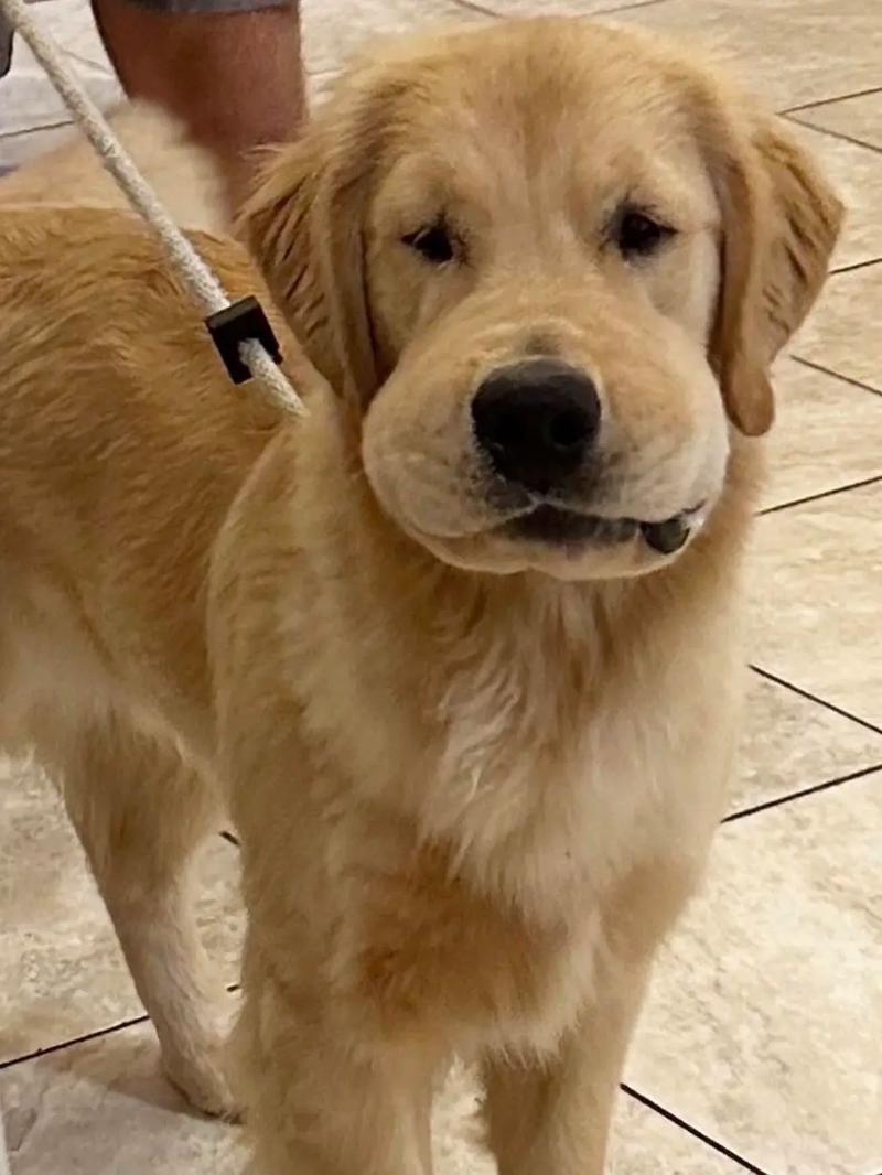 狗被蜜蜂蛰会自愈吗