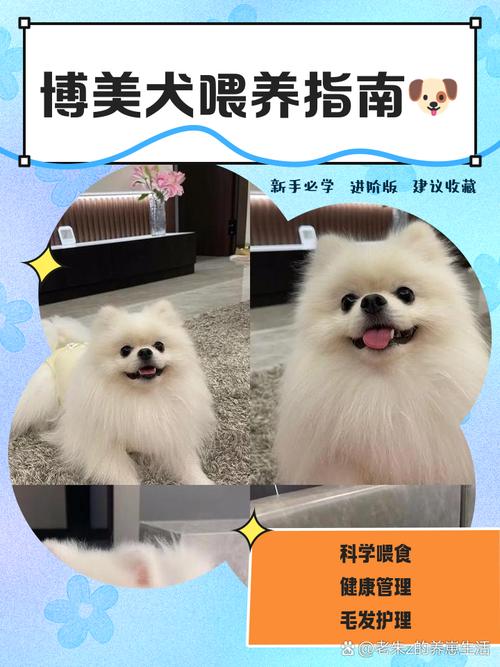 新手养比熊的第一年|将经历