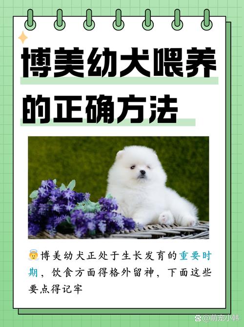 3个月大的狗狗怎么喂养