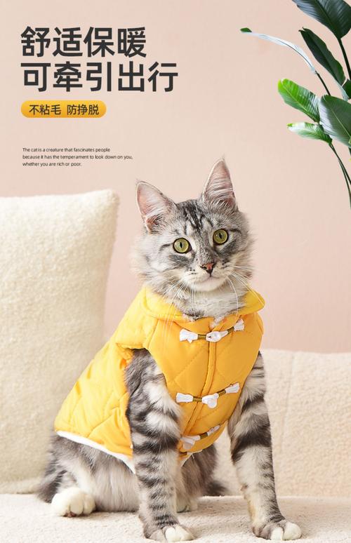猫咪可以穿衣服吗