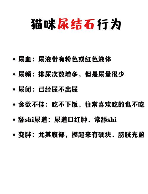 猫尿结石最快的排出方法