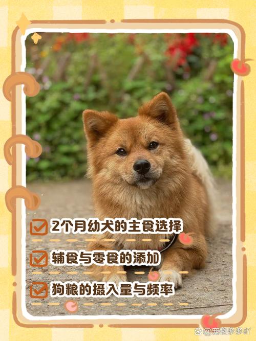 2个月狗狗能吃什么