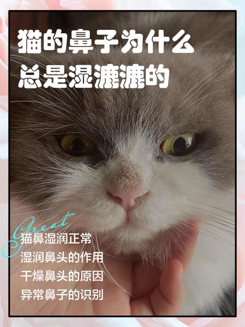 猫咪为什么鼻子湿漉漉