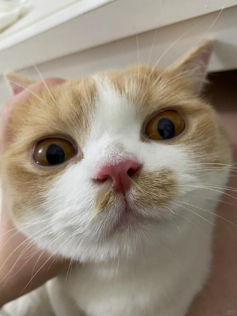 为什么猫咪鼻子有水流出