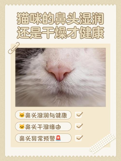 为什么猫咪的鼻头总是湿润的?