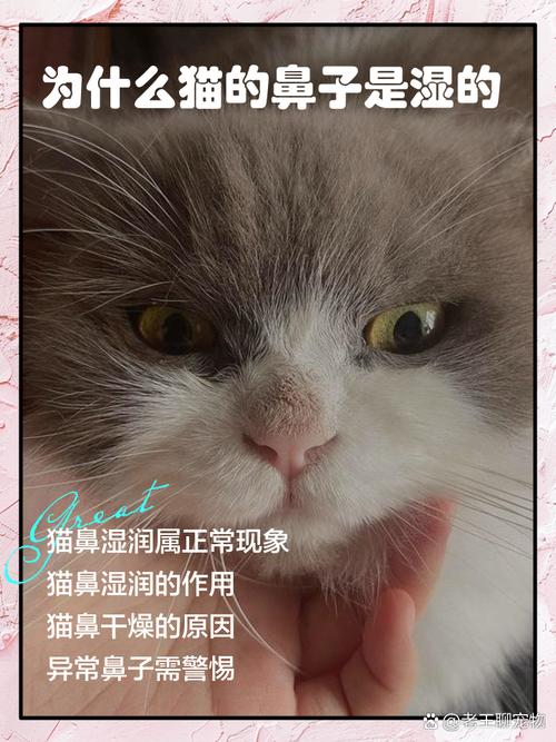 猫咪的鼻子为什么一直是湿的?