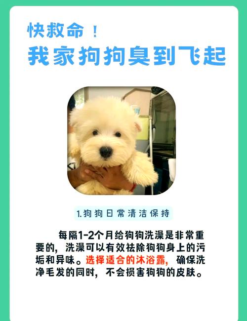 狗狗身上味道重,是因为这5点!