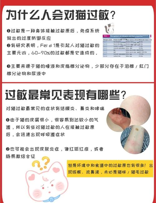 猫咪出现过敏现象,应该如何处理?