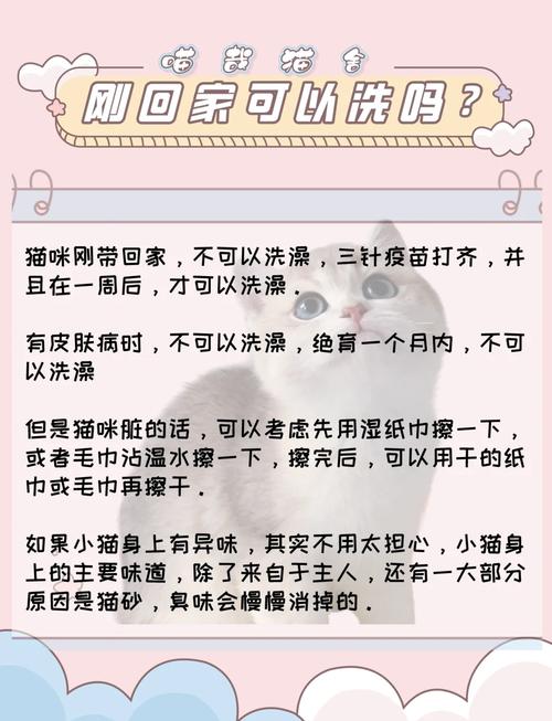 如何给猫咪洗澡?