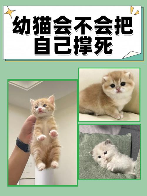 猫咪吃太饱会撑死吗?