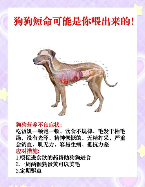 满月小狗能吃肉吗