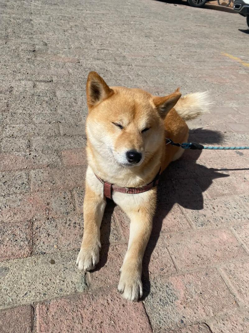 像羊的狗是什么品种