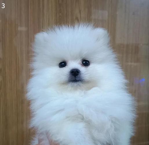 金毛小时候长什么样