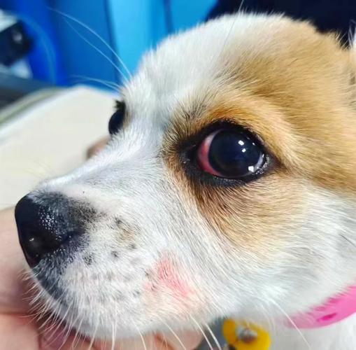 眼睛小的狗是什么