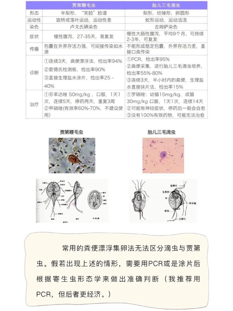 狗狗为什么会感染水滴虫