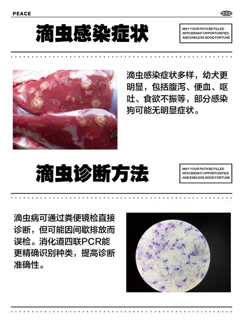 狗狗为什么会滴虫