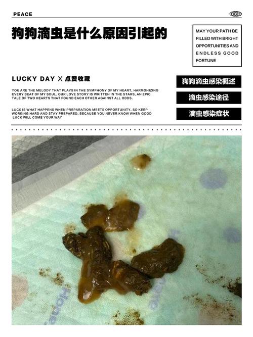 狗狗为什么得滴虫感