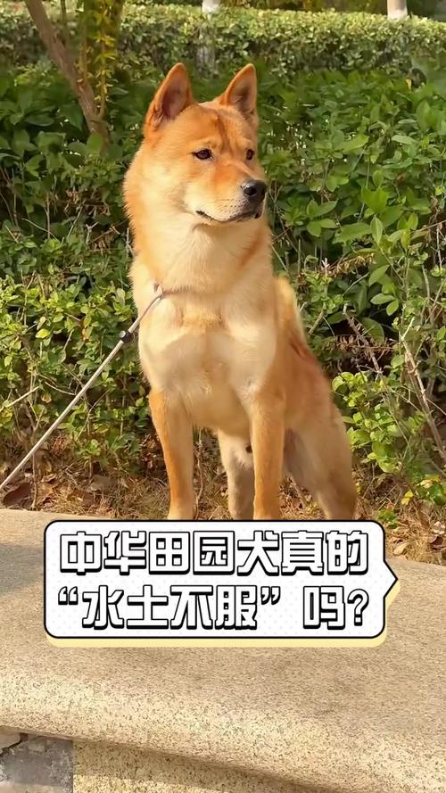 狗狗水土不服的症状有哪些?