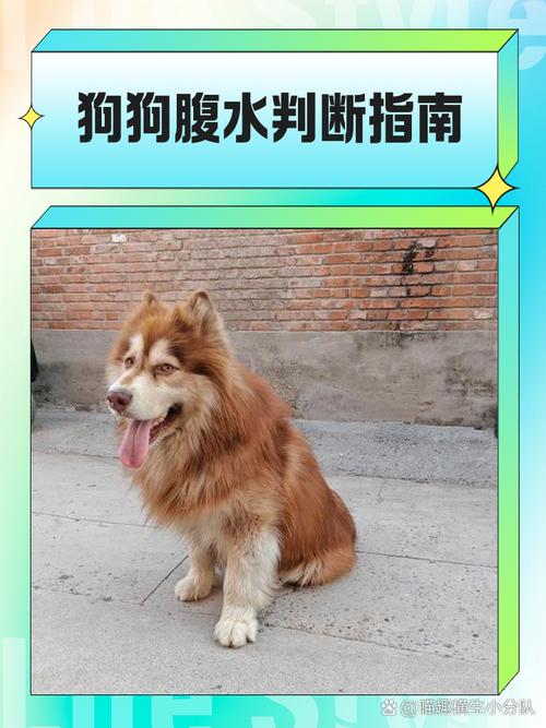 狗水土不服的症状