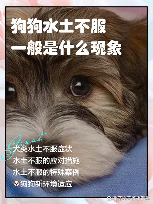 狗狗也会水土不服吗?狗狗水土不服有什么症状?
