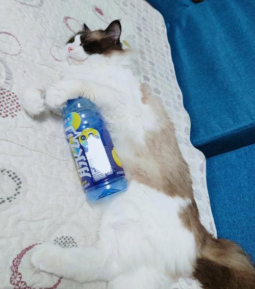 狗狗可以吃水果,喝饮料吗??我们家狗狗不小心打翻了我买回来的脉动饮料...