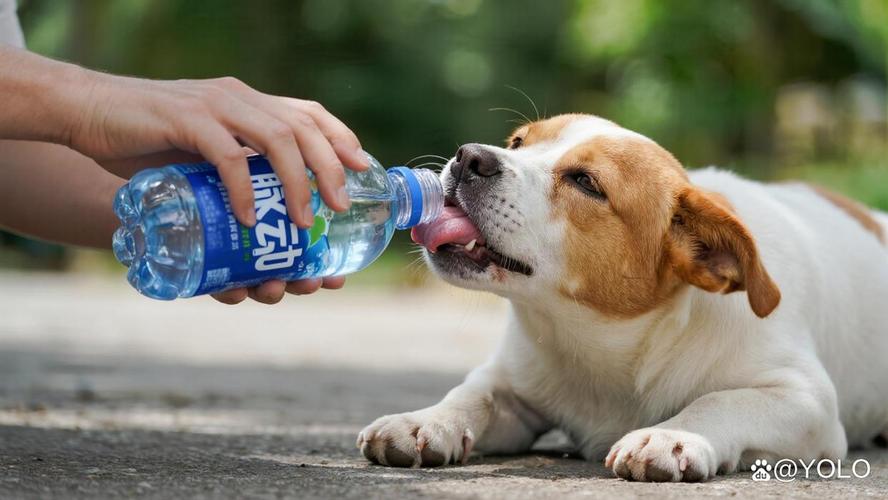 狗狗嘴上长了疱疹怎么办(狗嘴角长疱疹)