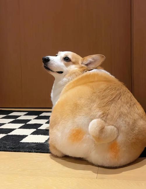 一只小柯基多少钱一只