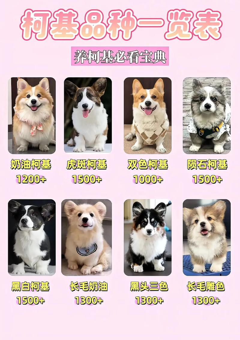 养一只柯基大概多少钱?