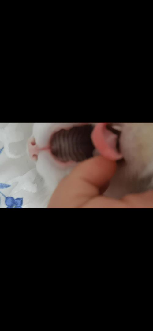 猫咪口腔上颚有黑色
