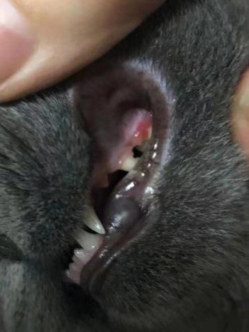猫咪口腔上壁一片黑