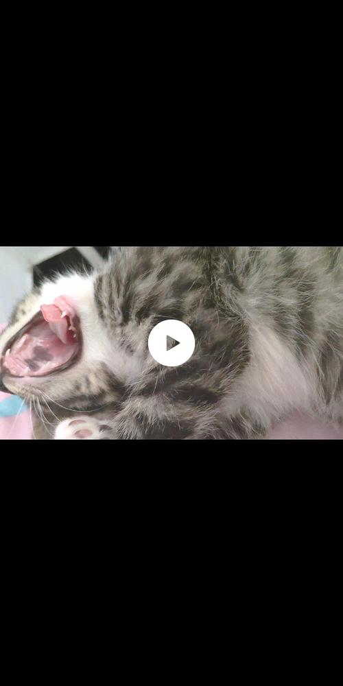 为什么猫的上颚有一块黑色的