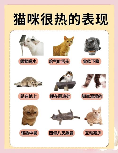 猫咪中暑的6大征兆