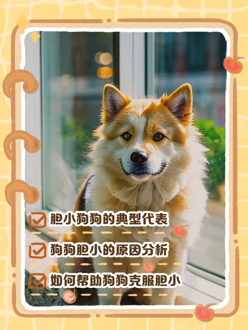 狗狗太内向、胆小怎么办