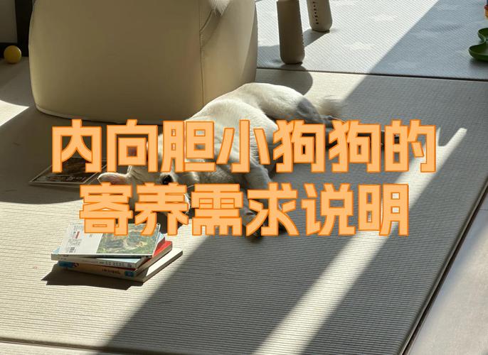 狗狗过于胆小,特别怕人,给肉都不敢吃,怎么办?