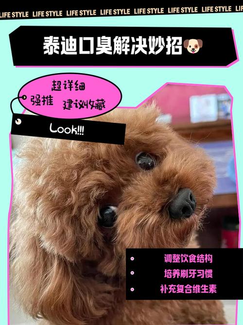 我家的泰迪犬,最近嘴特别臭,怎么回事?我的泰迪6个月帅哥一枚,每_百度...